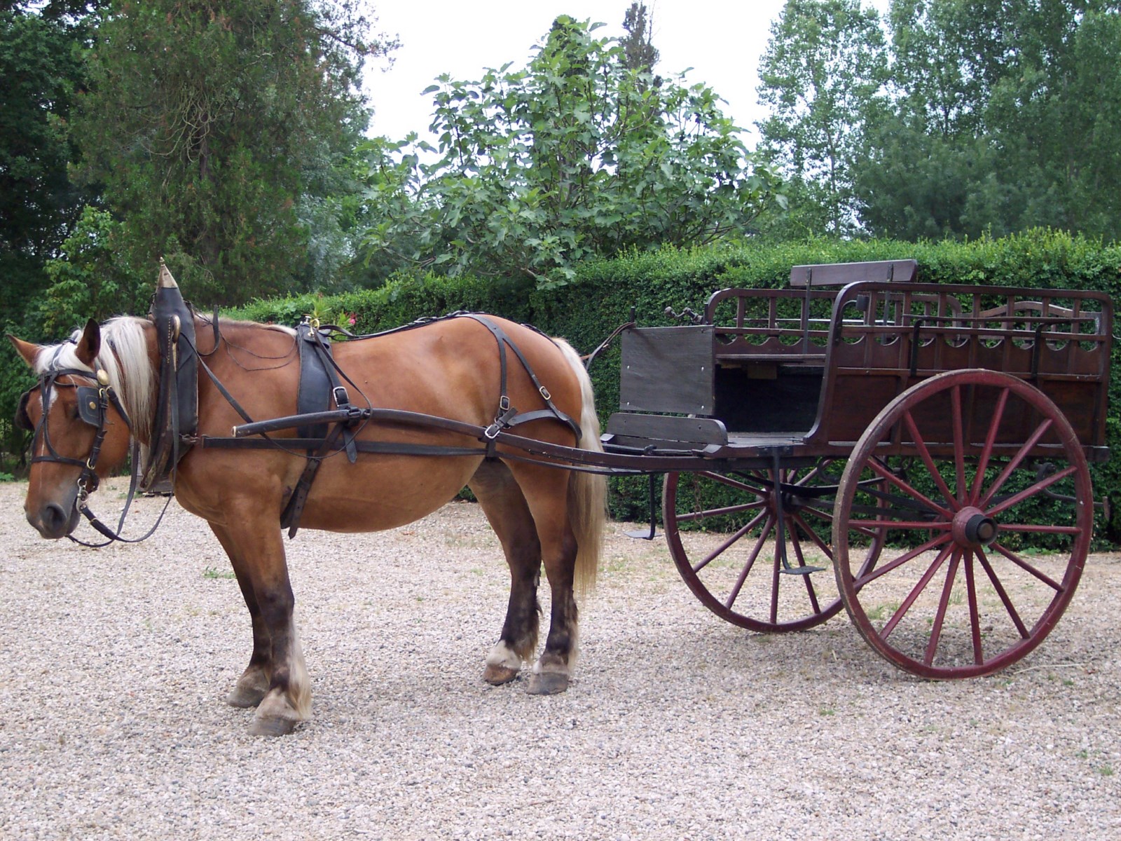 Jardinière, voiture hippomobile de maraîcher